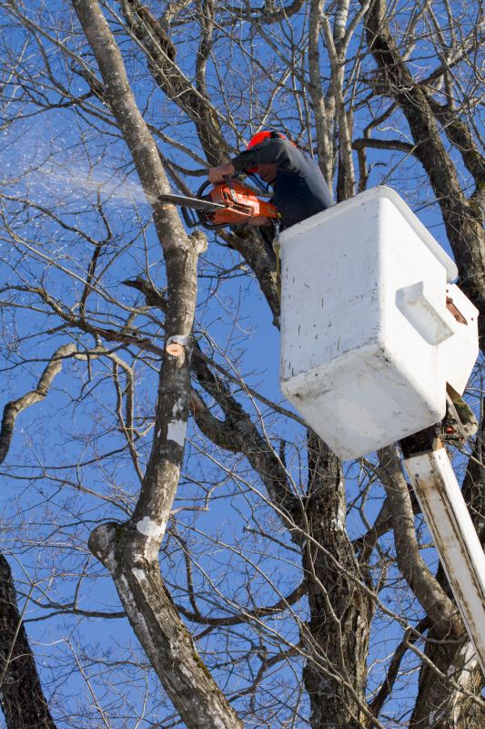 Treehouse Repair Work
