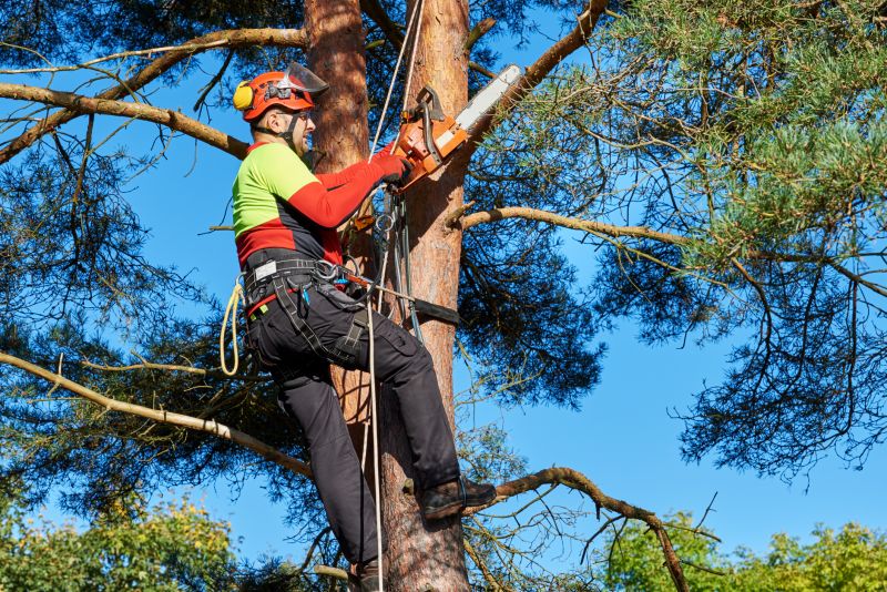 Inspecting the Tree and Structure